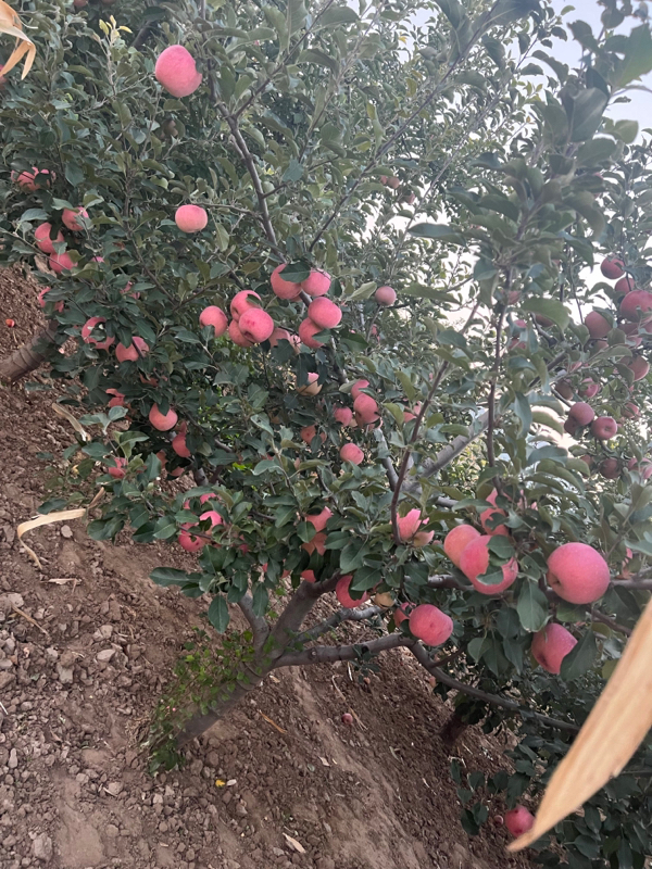 供应苹果,河北张家口涿鹿县孟家瑶