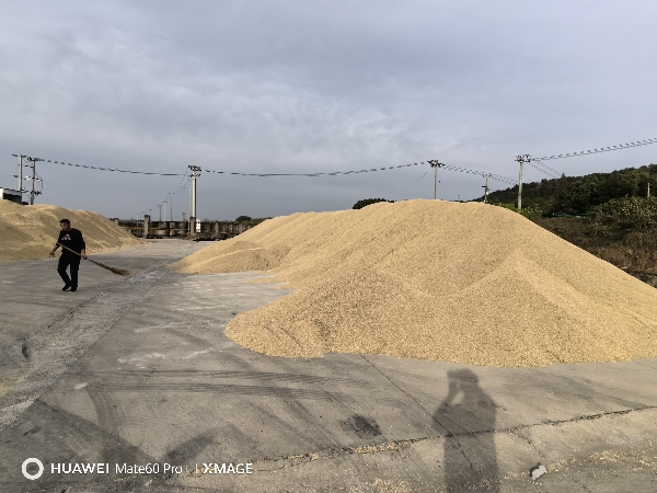 安徽巢湖，350吨新产糯稻谷。