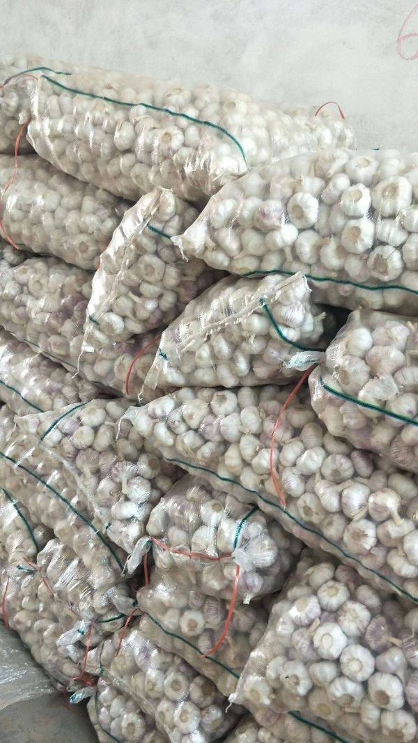 优质大蒜 蒜苔 生姜长年大量供应