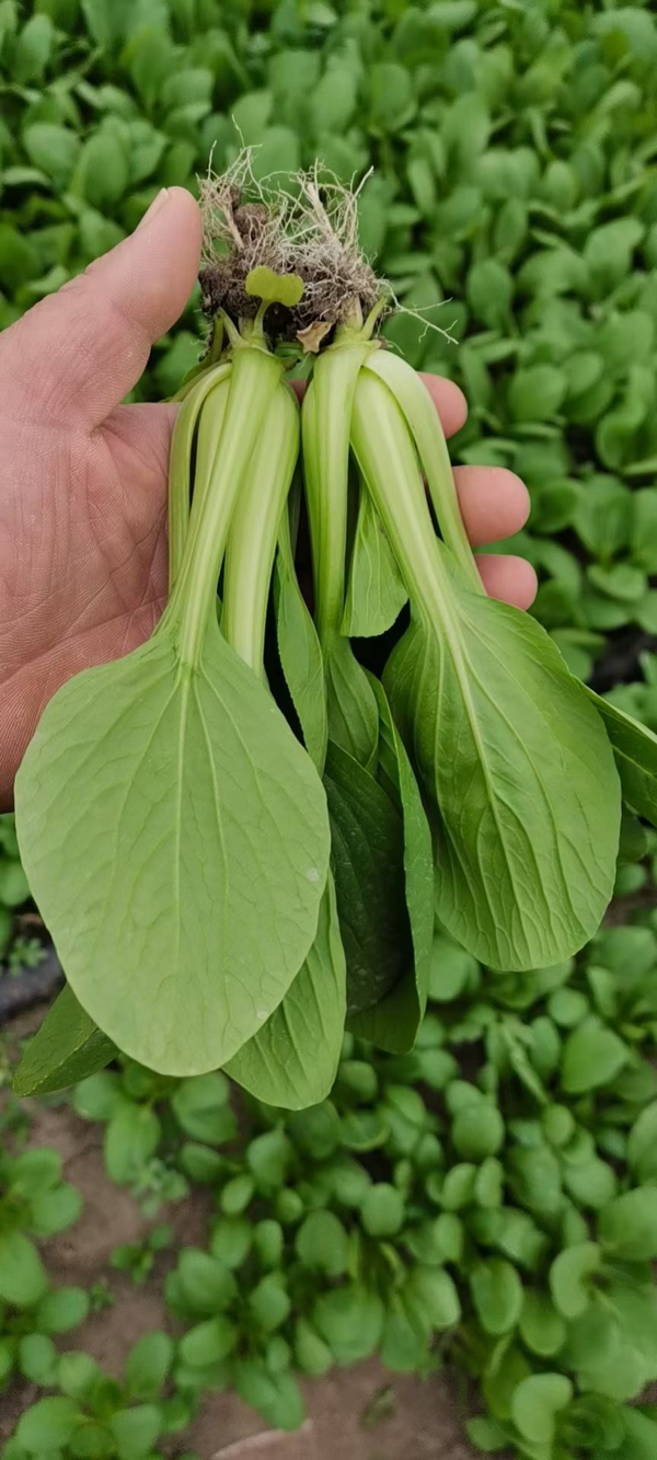 精品上海青食品厂上海青小青菜产地直发长期大量供应