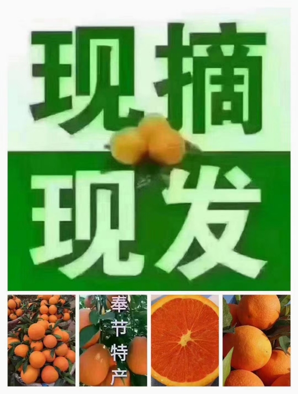 中国名果，奉节脐橙