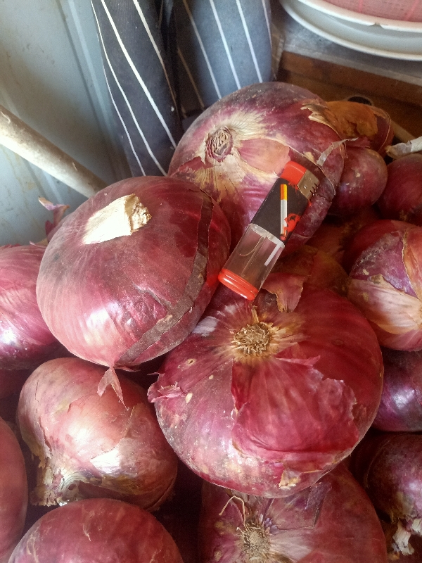 自家地里种的紫皮洋葱一手货源，五吨左右。0.3一斤