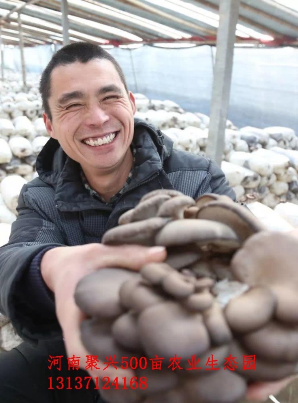 供应：河南开封50个大棚食用菌基地平菇大量上市