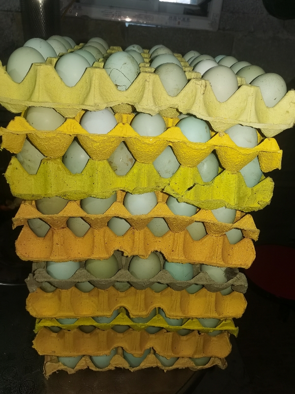 出售原生态养殖绿壳鸡蛋