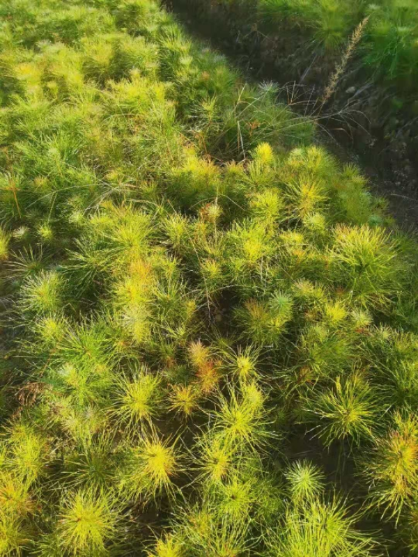 大量供应一年生马尾松，高度15-25cm