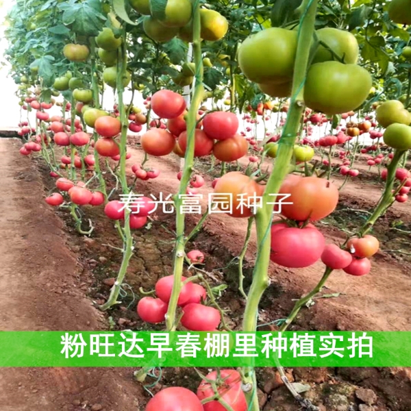 西红柿种子：供应越夏耐热耐裂抗病毒番茄种子—粉旺达