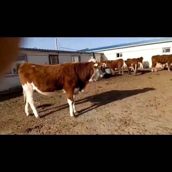 内蒙古乌兰察布草坡散养牛，西门塔尔大母牛