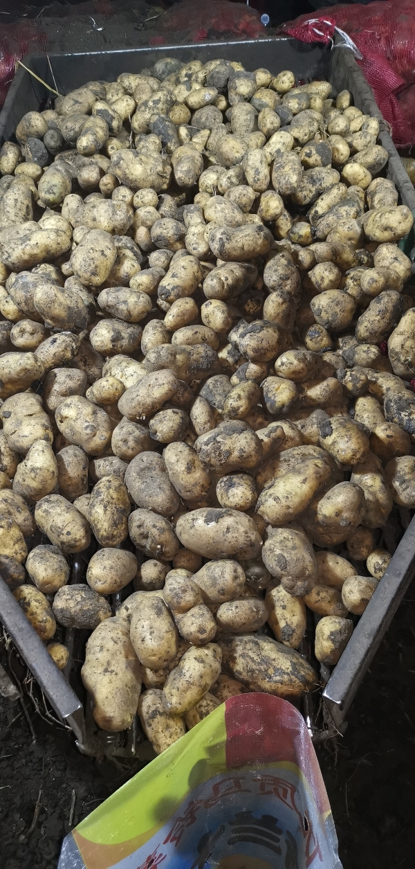 大量供应黑龙江优质马铃薯荷兰系列