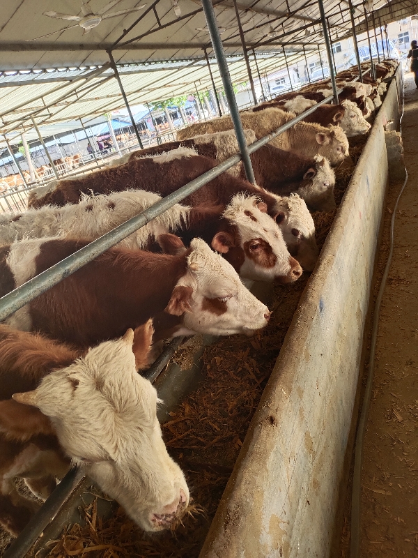 纯种西门塔尔牛出售活牛养殖鲁西黄牛小牛犊