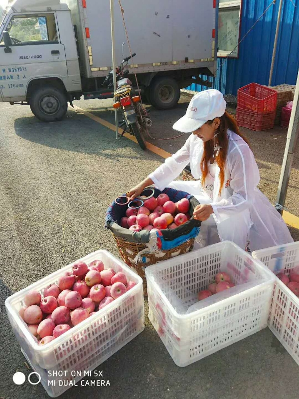 哪里出售红富士苹果山东交易价格