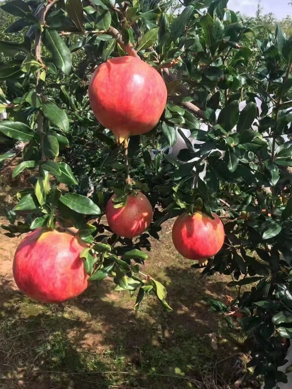 会理突尼斯软子石榴