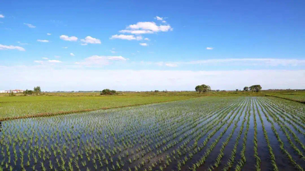 正宗五常长粒香5-10公斤包装～特定重量请提前沟通