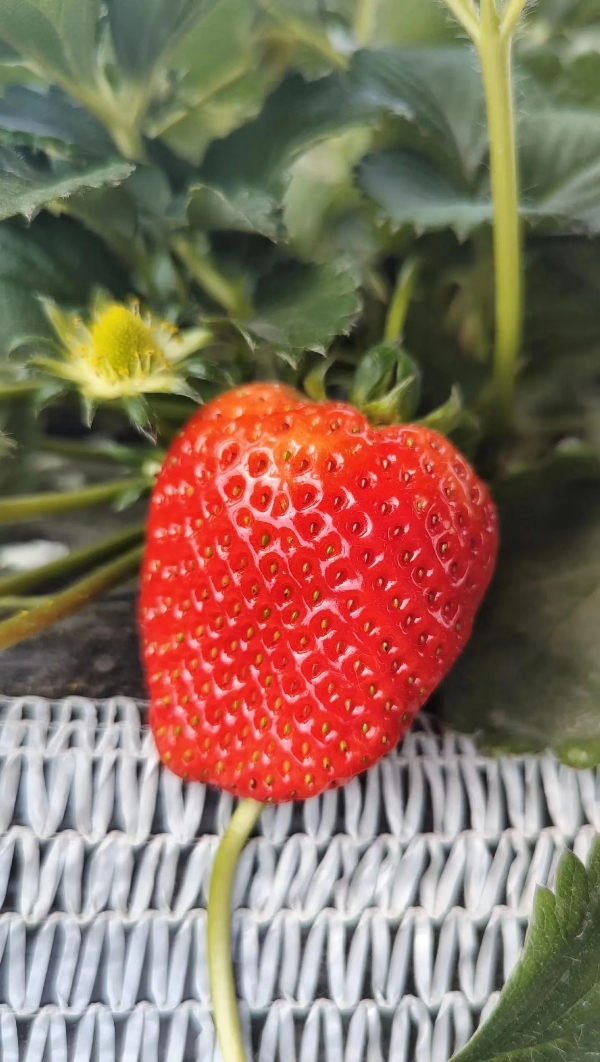 供应草莓,辽宁省大连市