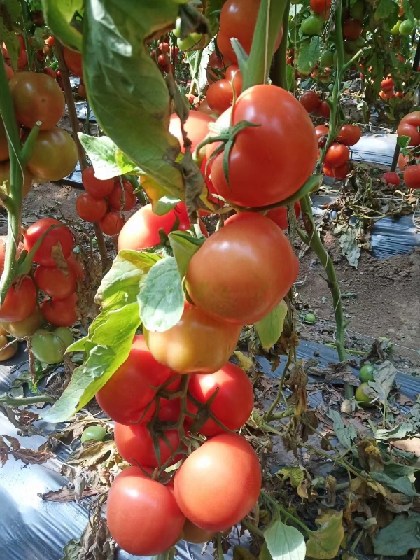 米易县大红西红柿，石头番茄，硬粉