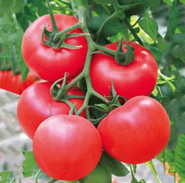 草莓西红柿
黄樱桃番茄
红樱桃番茄
普罗旺斯