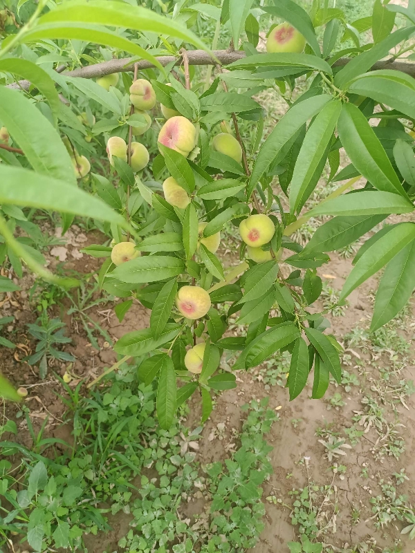 陕西蟠桃批发毛蟠桃基地价格早瑞蟠桃产地行情