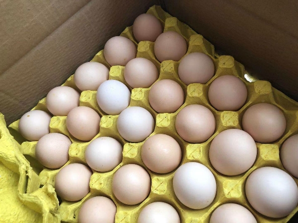 贵州蛋粉蛋48-49斤208元一箱360枚大量供应