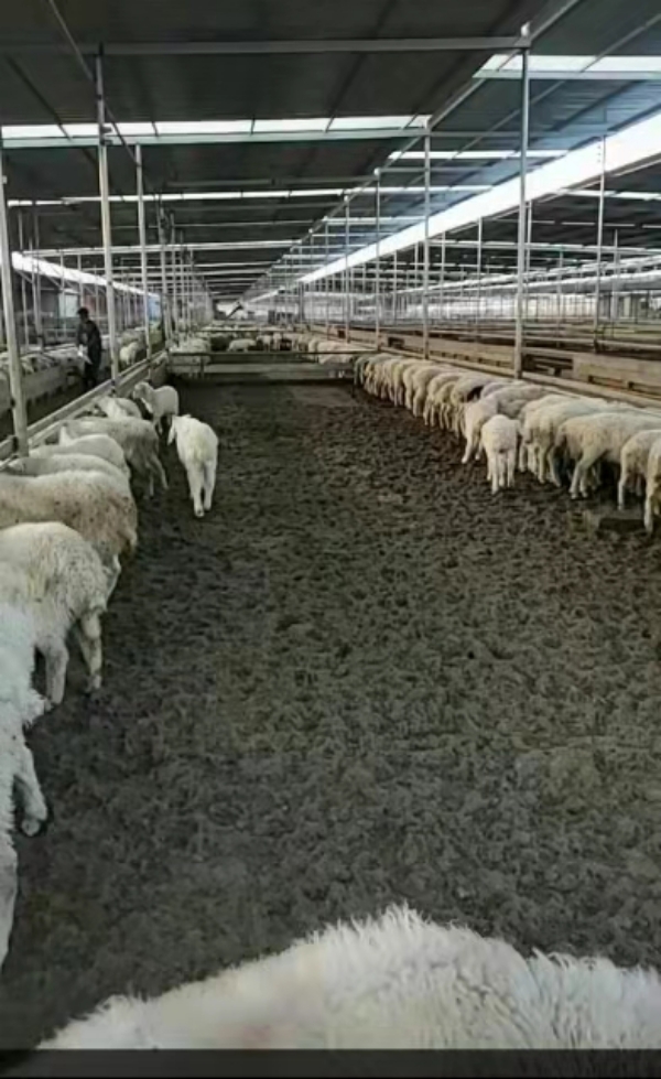 羊粪有机肥，100%纯羊粪发酵