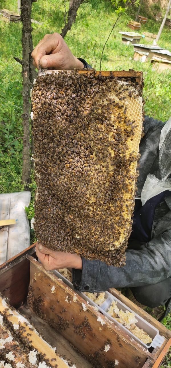 陕西秦岭土蜂蜜，人工摇蜜，波美度41个多35一斤