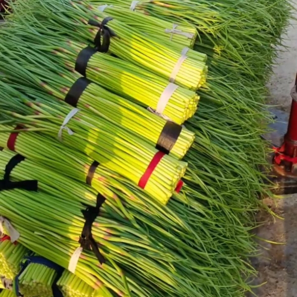 河南杞县大蒜产地，红帽蒜苔大量上市欢迎前来采购，
