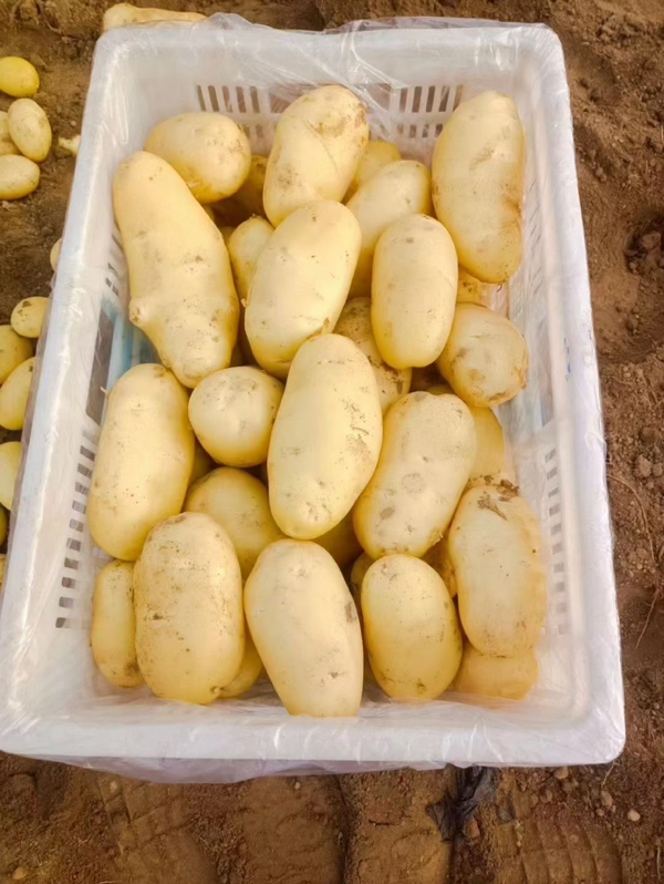 山东荷兰十五土豆，产地直发，全国代发