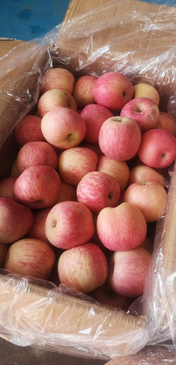 山东沂蒙山红富士苹果产地常年批发各种苹果，全国发货