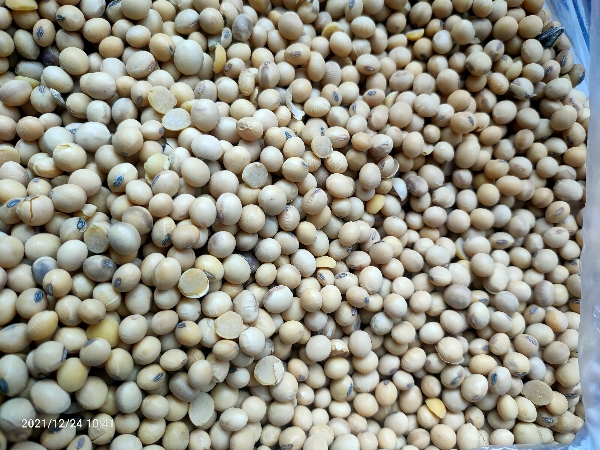 黄豆，美西美湾乌拉圭