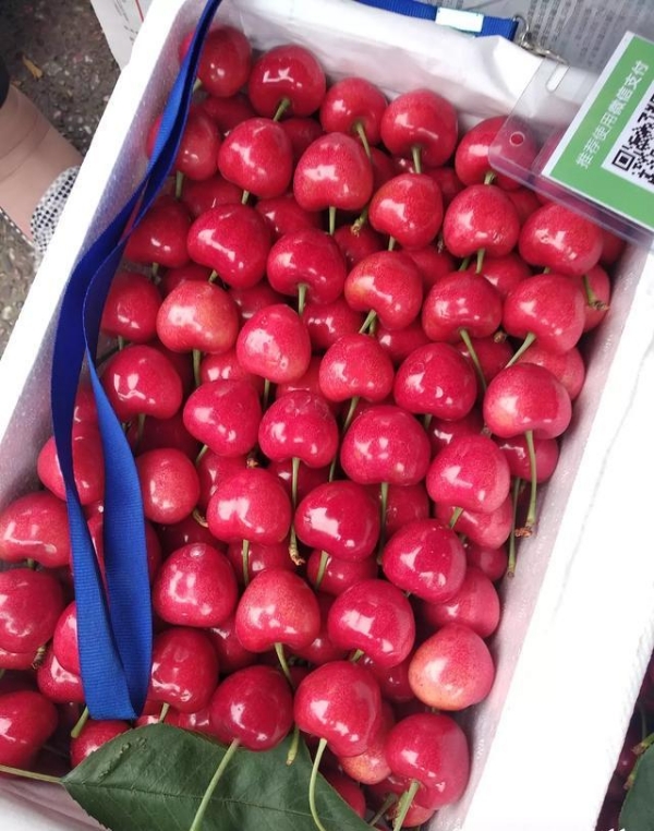 泰安各品种樱桃，梨大量有货。