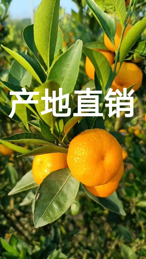 湖北蜜桔批发/椪柑/橙子/红心柚/产地代办