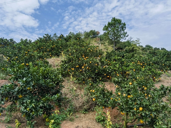 赣州瑞金正宗赣南脐橙种植户，自有山头，欢迎考察