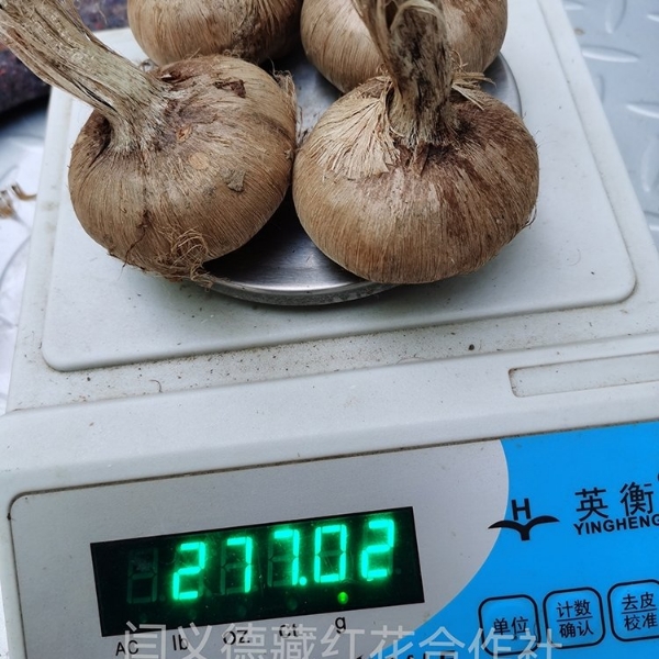 藏红花种植基地批发种球种苗