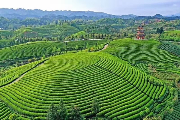 绿茶，贵州绿茶，毛峰