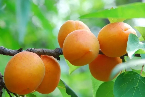 山东省临沂市沂蒙山金太阳大甜杏