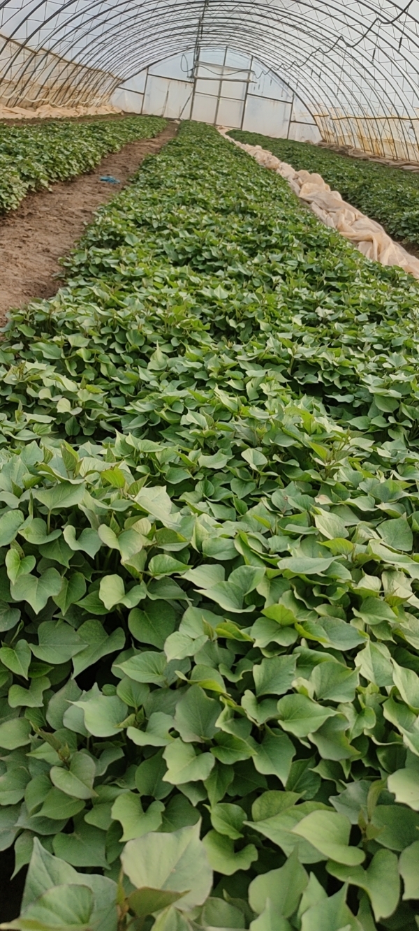 陕西省杨凌区，红薯苗，批发基地