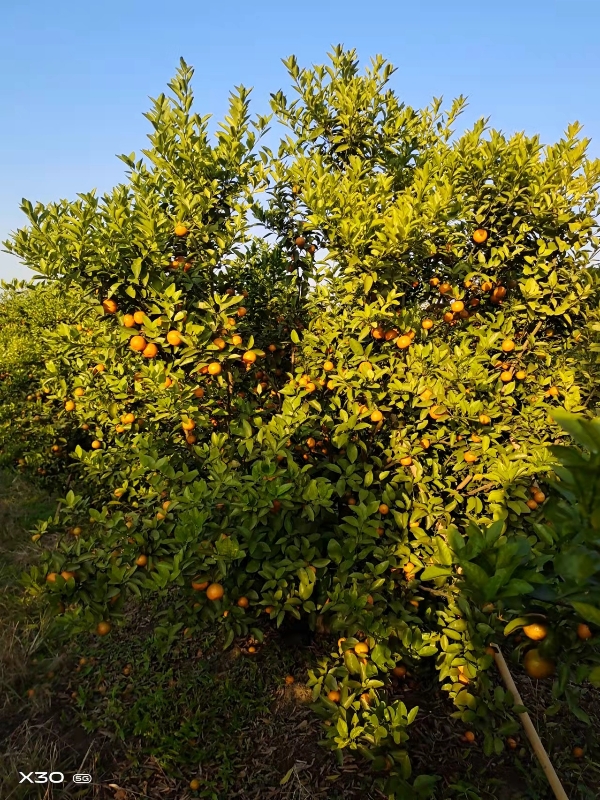 广西砂糖橘30.55直径