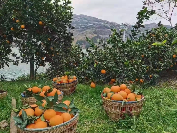 重庆奉节脐橙