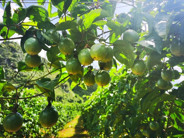 黄金百香果