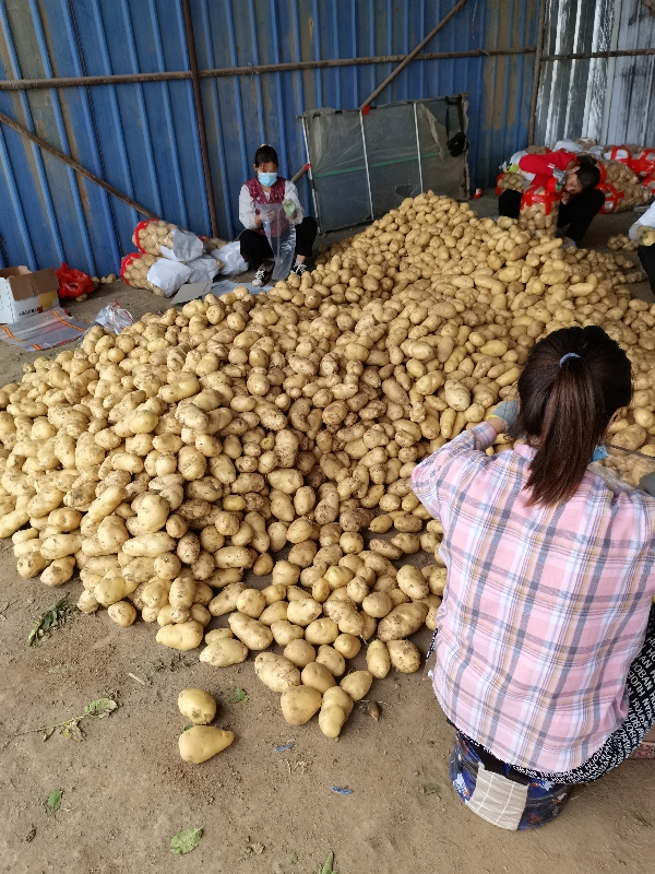 兰陵黄心土豆