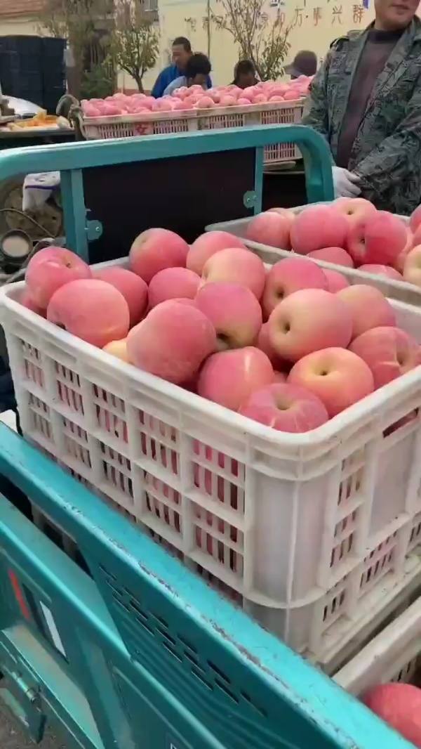 山东红富士苹果大量供应
