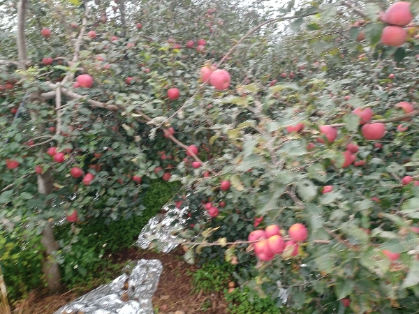 长期大量提供四川盐源苹果鸡羊牛