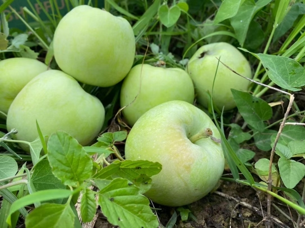 山东苹果产地供应，随季节供应苹果全国各地物流发货