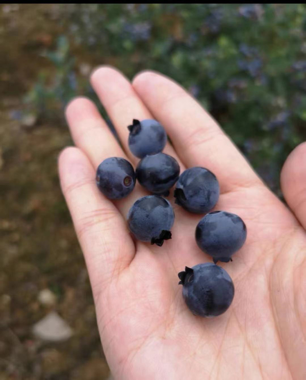 自产有机蓝莓
