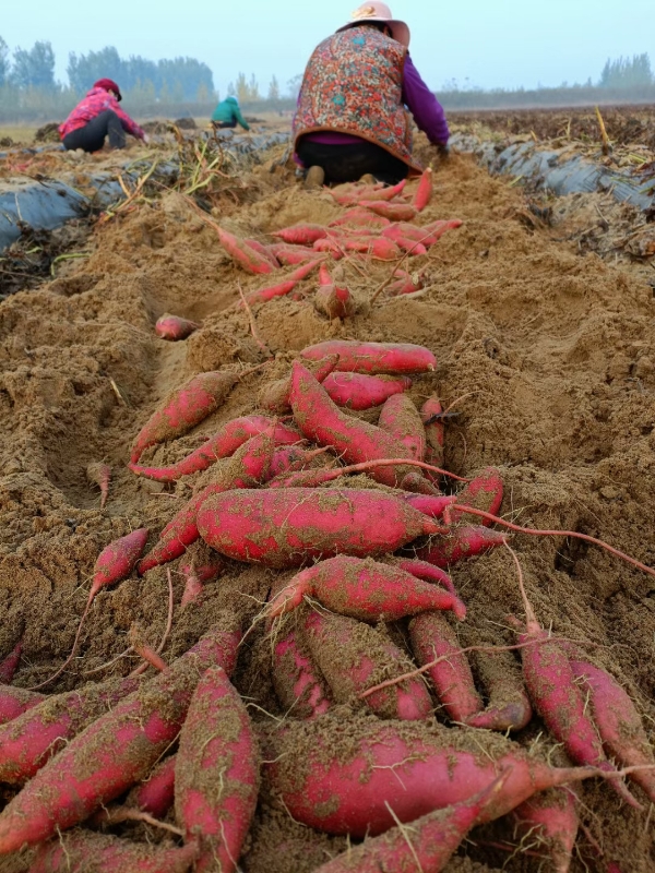 家和脱毒薯苗基地