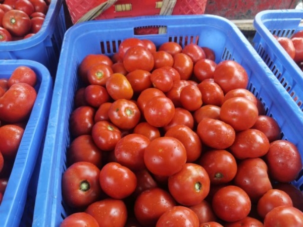四川阿坝州黑水县 番茄纯绿色蔬菜