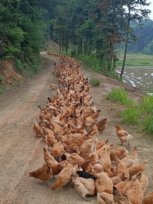 湖南宁乡土鸡，玉米散养绿壳蛋土鸡