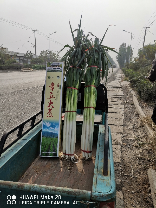 章丘精品大葱