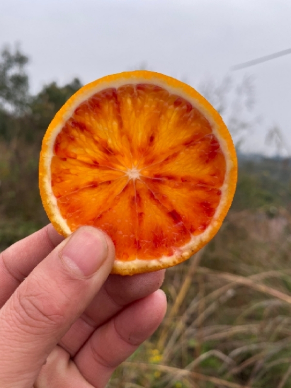 塔罗科血橙鲜果火热上市欢迎各位老板采购