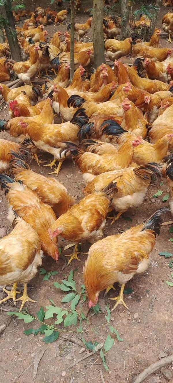 广西平南县大洲镇三黄阉鸡，每天只喂粮食的鸡，