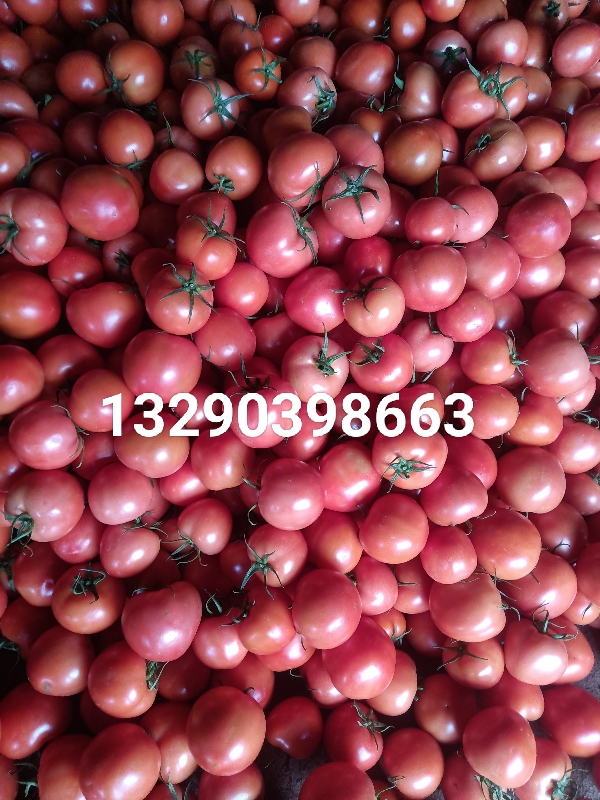 大红西红柿大量上市中13290398663