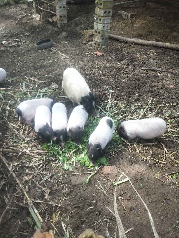 广西南宁地区巴马香猪生态养殖场